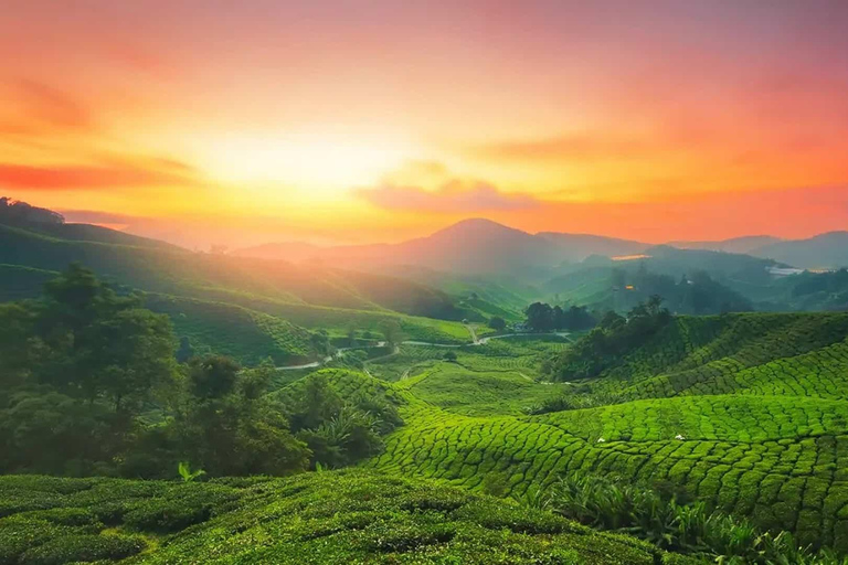 Excursión de una noche a la Estación de Munnar con la Belleza de Kerala