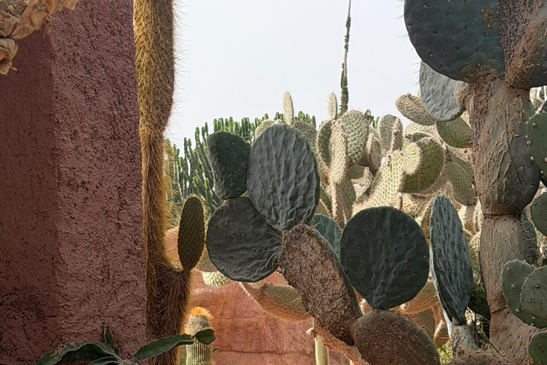 Agadir: Spotting goats in the Argan trees and visit to Crocoparc