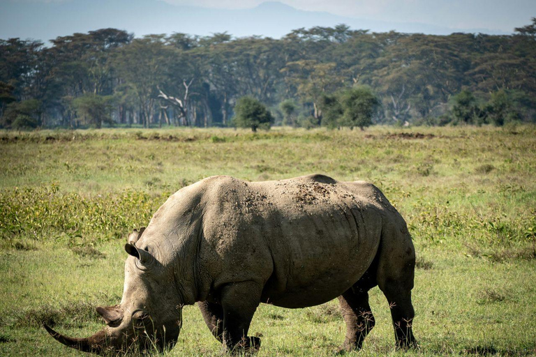 Nairobi: Lake Nakuru National Park and Lake Naivasha Tour