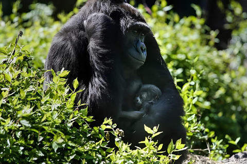 乌干达：3 天布温迪大猩猩和基巴莱黑猩猩徒步之旅乌干达：布温迪大猩猩和基巴莱黑猩猩徒步之旅（3 天）