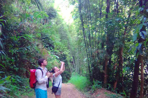 Khao Sok: Privat dagsvandring, djungelmiddag och nattsafari