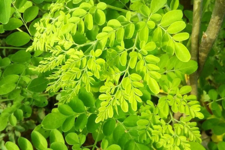 زنجبار: مدينة ستون، جزيرة السجن ومزرعة التوابل مع الغداءجولة خاصة بدون خدمة الاستقبال والتوصيل من 