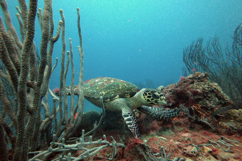 Tayrona National Park: Fun Dives in Caribbean Reefs