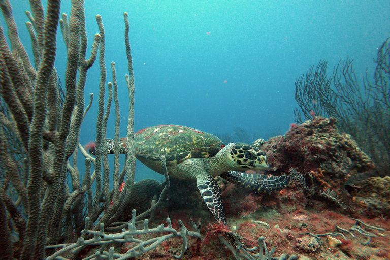 Tayrona National Park: Fun Dives in Caribbean Reefs