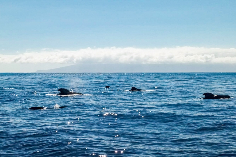 Los Gigantes : Whales and Dolphin Watching Cruise with Lunch Shared excursion with a maximum of 10 people