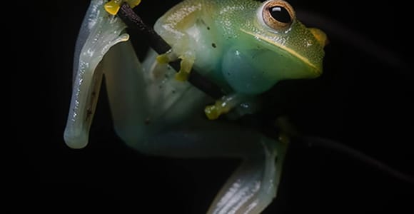 Manuel Antonio Night Walk
