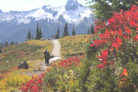 Visite privée du Mont Rainier au départ de Portland