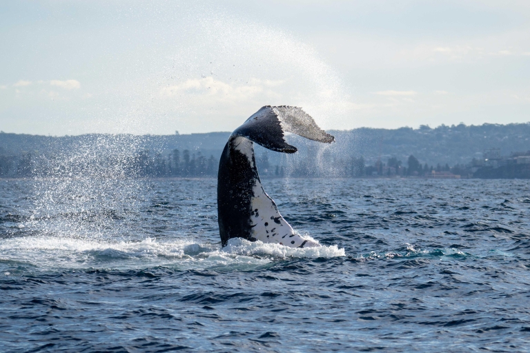 Sydney: Family-Friendly Themed Whale Watching Experience