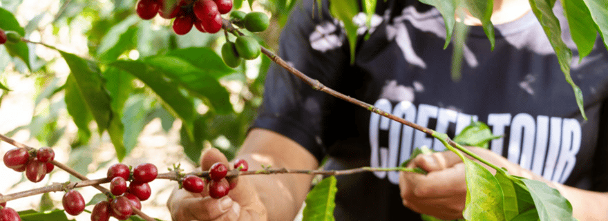 Tournée du café à Antigua Guatemala