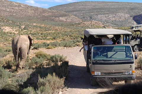 Cape Town Aquilla big sunset safari With transport & food aquila sunset bestseller