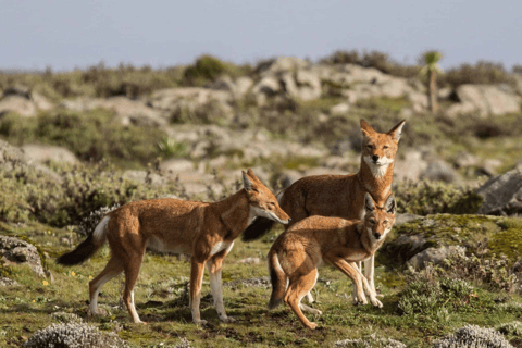 4 days Bale Mountains Wildlife & Nature Tour