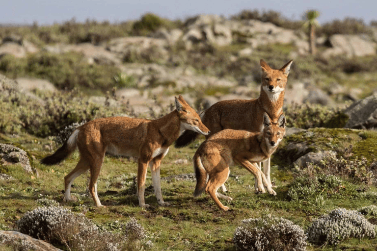 4 days Bale Mountains Wildlife & Nature Tour