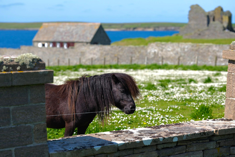 Z Edynburga: 6-dniowy Szetlandy i Nothernmost Explorer6-dniowy Shetland Explorer - łóżko pojedyncze