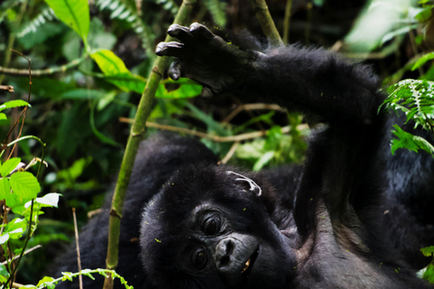 Vanuit Kigali: 2-daagse Uganda Gorilla trektocht