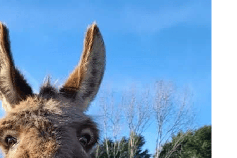 Larnaca hides Gem: Lefkara & Golden Donkey Farm Adventure