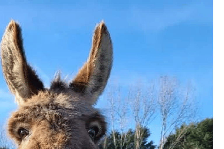 Larnaca hides Gem: Lefkara & Golden Donkey Farm Adventure