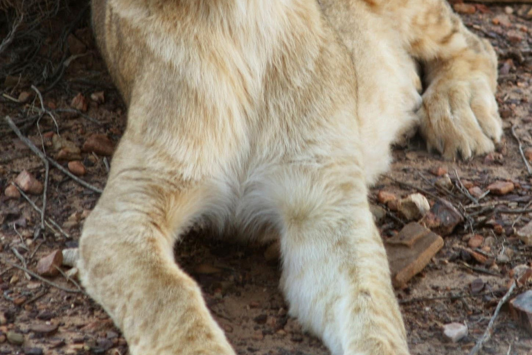 Big Five Safari und geführte Tagestour durch das Breede River Valley