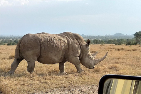 Day Tour To Ol Pejeta Conservancy From Nairobi