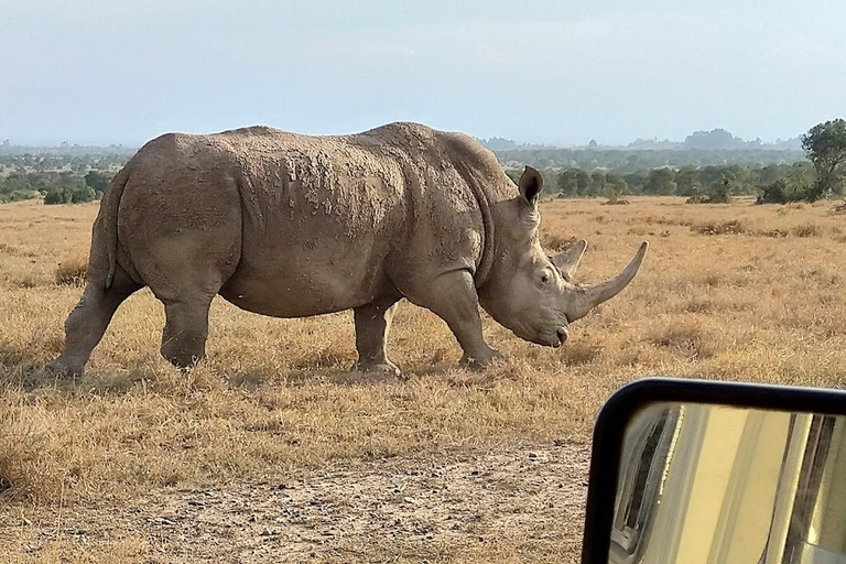 Day Tour To Ol Pejeta Conservancy From Nairobi