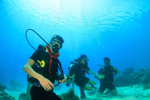 Menjangan Island: Fun Diving Experience