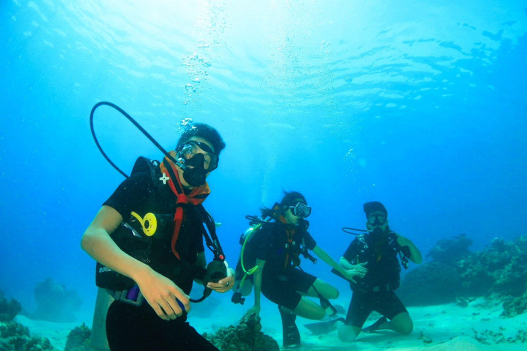 Menjangan Island: Fun Diving Experience
