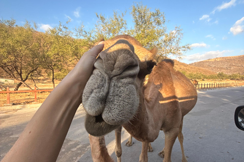 Discover West Salalah: Full-Day Tour by Safari Salalah Tours