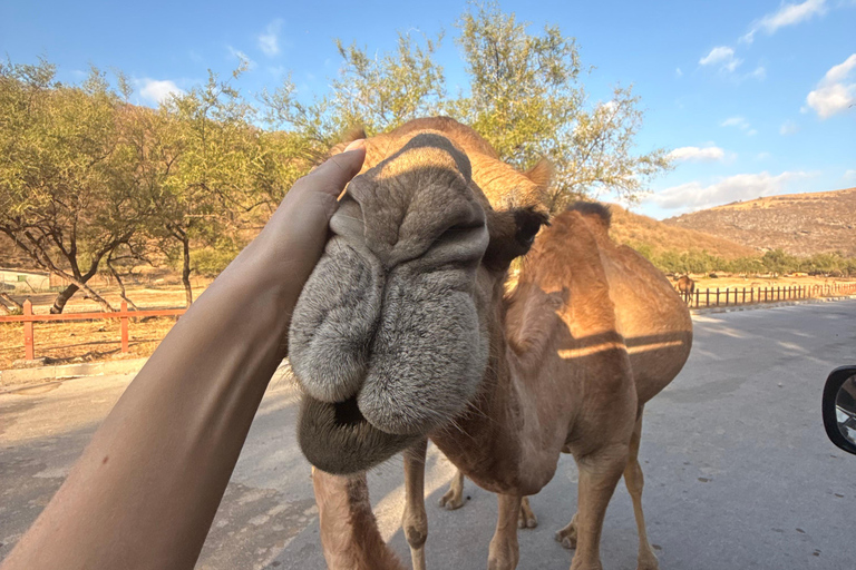 Discover West Salalah: Full-Day Tour by Safari Salalah Tours