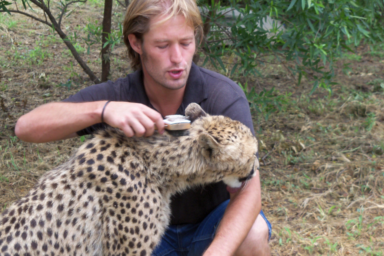 Guided Lion Walk + Predator Tour + Cheetah Demonstration