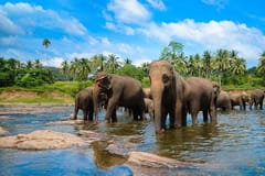 Ab Kandy: Tuk-Tuk-Tour zum Pinnawala- und Ambuluwawa-Turm