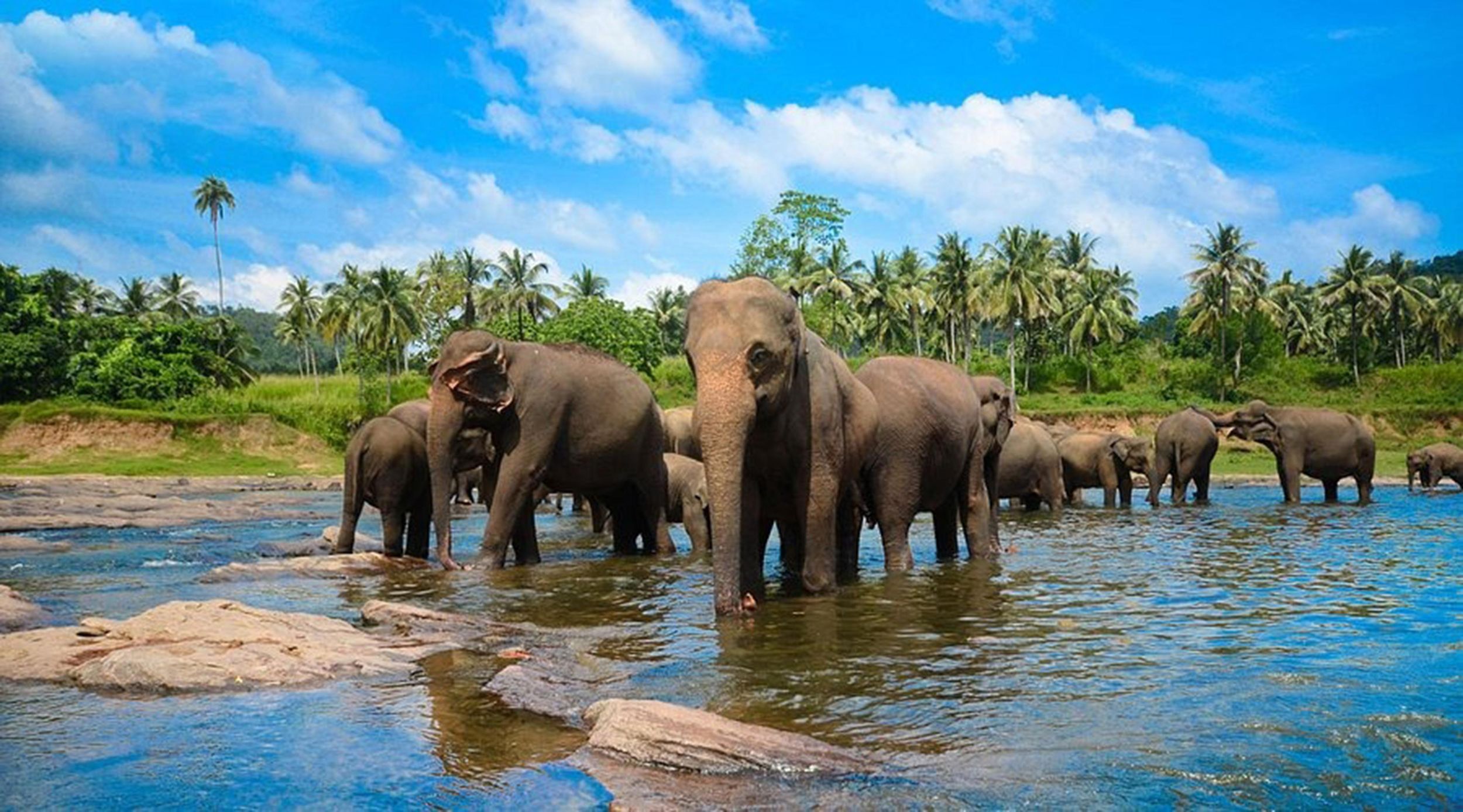 Ab Kandy: Tuk-Tuk-Tour zum Pinnawala- und Ambuluwawa-Turm