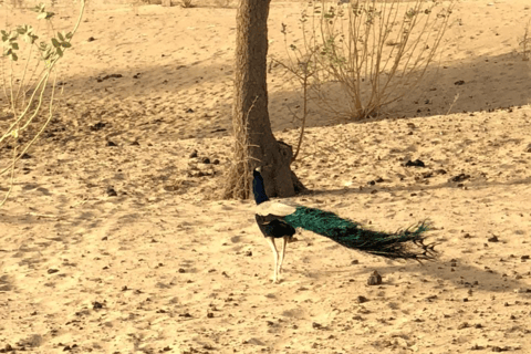 Tour di mezza giornata a piedi nel deserto di Jodhpur, Rajasthan, con Sumer