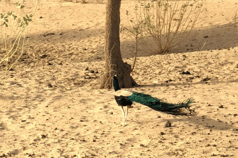 Excursão de meio dia a pé pelo deserto em Jodhpur Rajasthan com Sumer