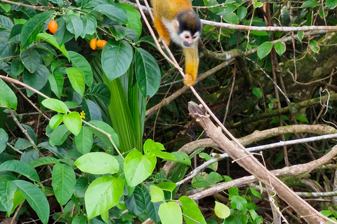 Puerto Jiménez, Safari a Carate observación de vida salvaje en 4*4