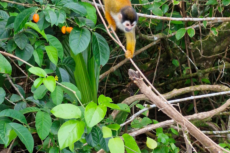 Puerto Jiménez, Safari a Carate observación de vida salvaje en 4*4