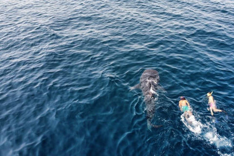 Muscat: Snorkeling in Daymaniyat Islands