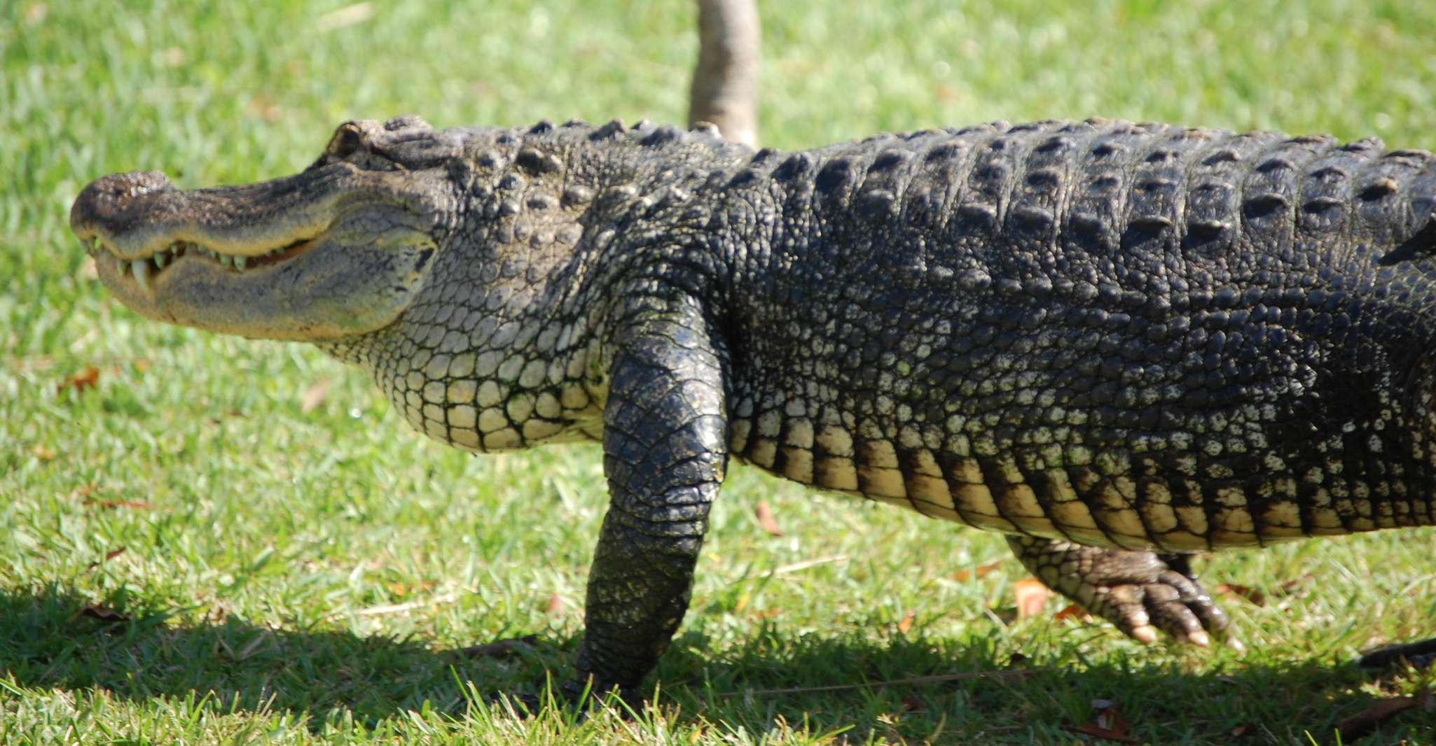 Miami: Everglades Airboat, Wildlife Exhibit & Roundtrip Bus photo 13