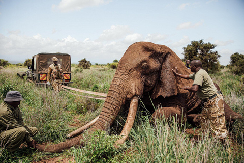 Amboseli And Lake Naivasha Safari: A 5-Day Scenic Adventures