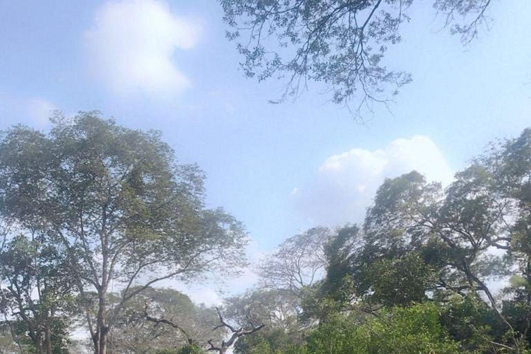 Malindi/Watamu: Half day adventure in Arabuko Sokoke Forest
