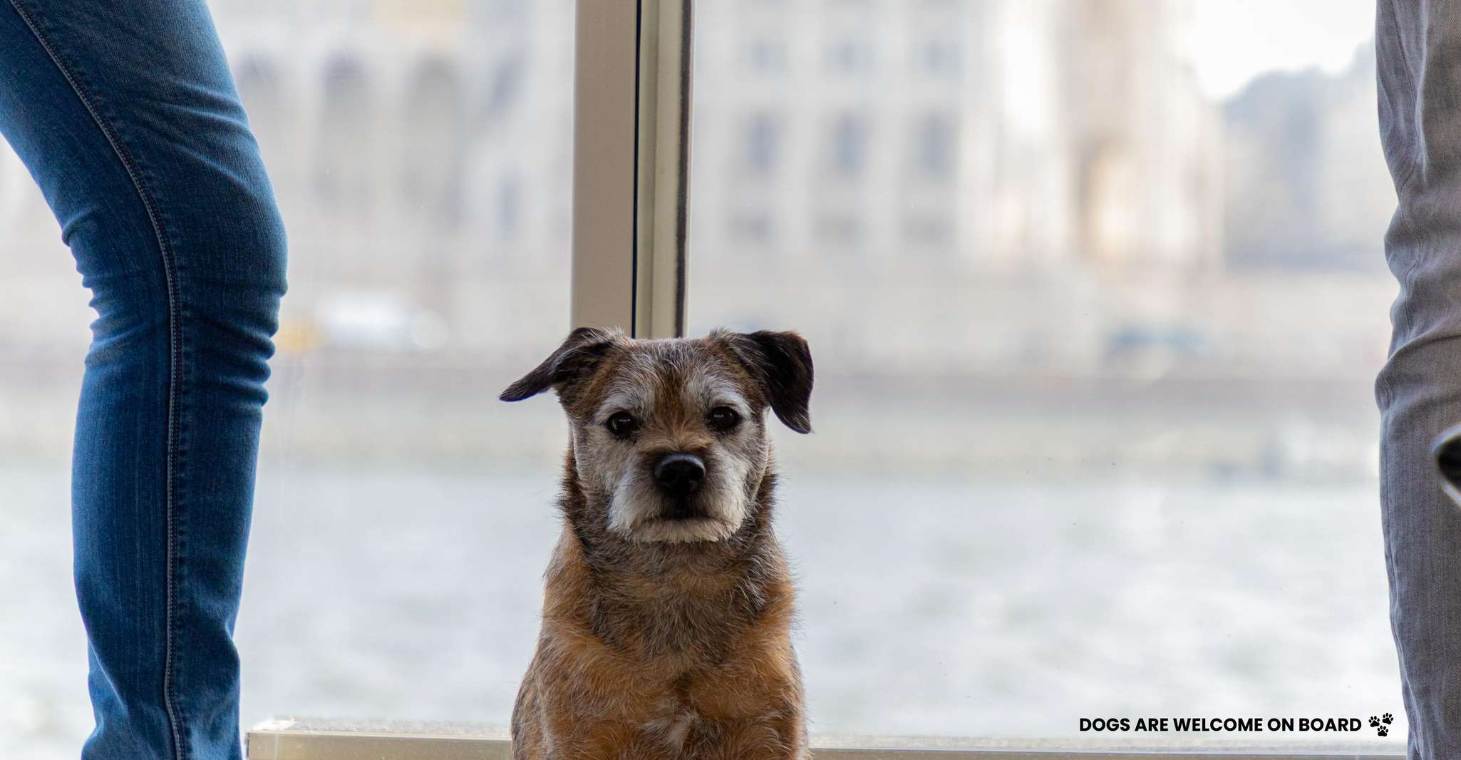 Budapest: Nighttime or Daytime City Sightseeing Cruise photo 13