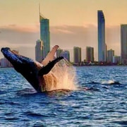 Gold Coast: Whale Watching Cruise on a Sailing Catamaran