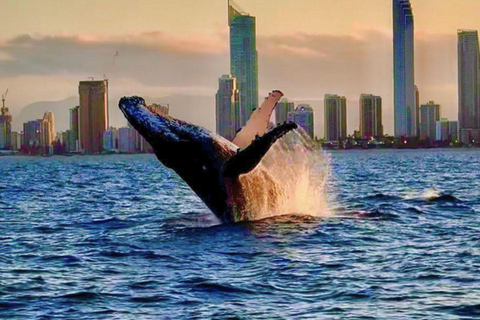 Gold Coast: Whale Watching Cruise on a Sailing Catamaran 