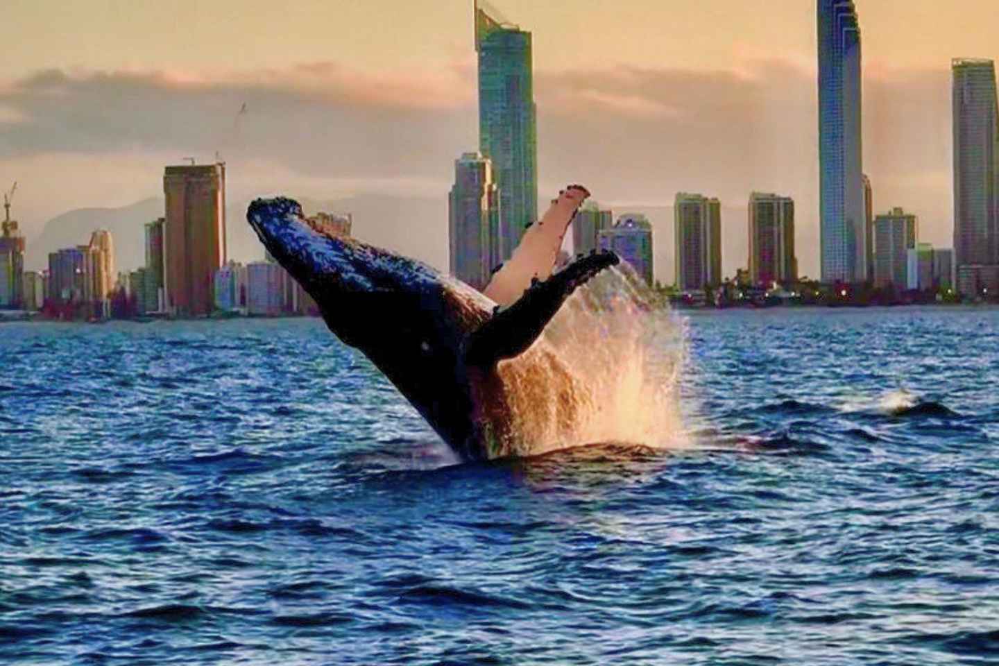 Gold Coast: Whale Watching Cruise on a Sailing Catamaran - Gold Coast: Whale Watching Cruise on a Sailing Catamaran