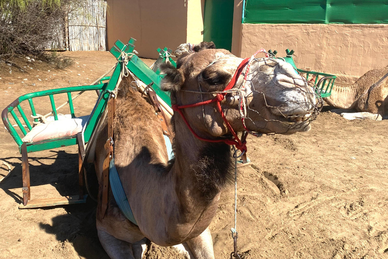 Maspalomas: Passeio de camelo guiado nas dunas de Maspalomas