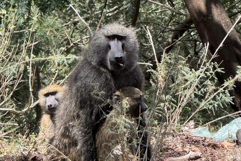 Addis Ababa: Mount Entoto Hike, Injera & Hyena Experience