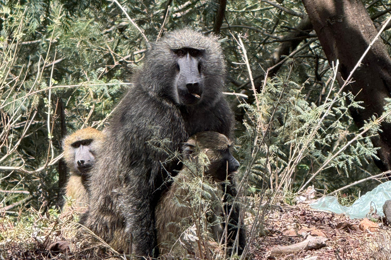 Addis Ababa: Mount Entoto Hike, Injera & Hyena Experience