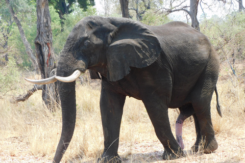 Livingstone: Game Drive and White Rhino Safari Short Walk