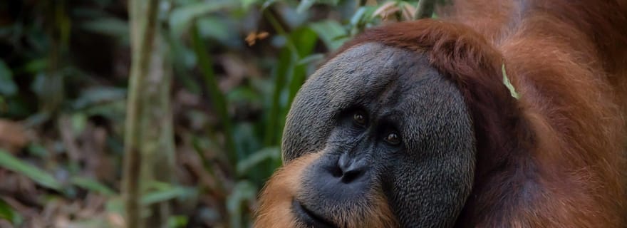 3 Jours 2 Nuits Orangutan Trek Bukit Lawang
