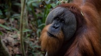 2 giorni 1 notte Orangutan Trek Bukit Lawang - Housity