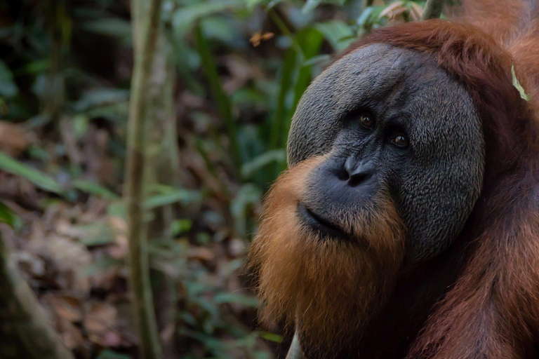 2 giorni e 1 notte di Orangutan Trek Bukit Lawang