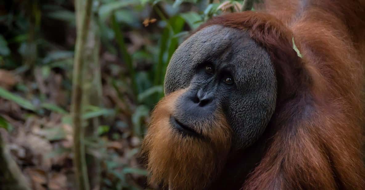 2泊3日オランウータントレッキング ブキットラワン | GetYourGuide
